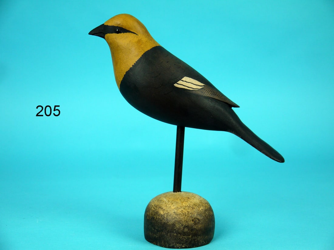 YELLOW-HEADED BLACK BIRD, B. WHITE (1 of 4)