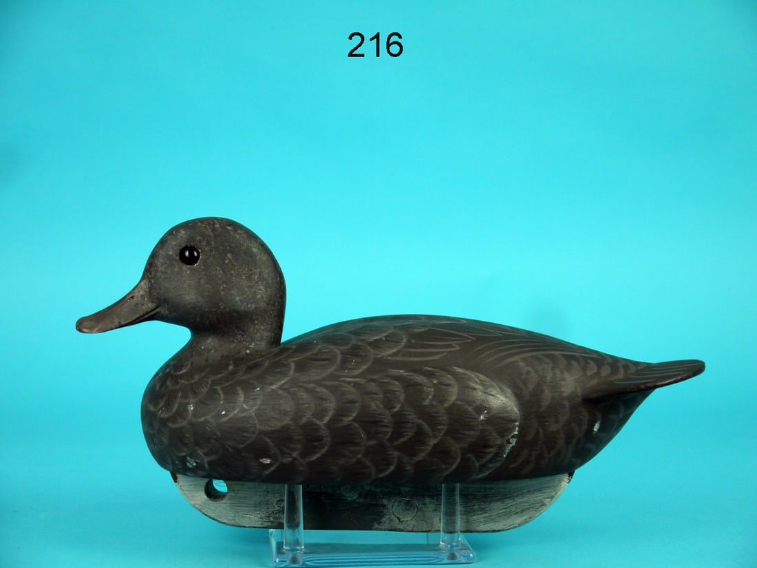 BLUE WING TEAL HEN, G. STRUNK (1 of 4)