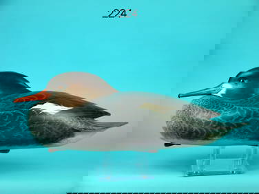 RED-BREASTED MERGANSER HEN, J. WOOD (1 of 4)