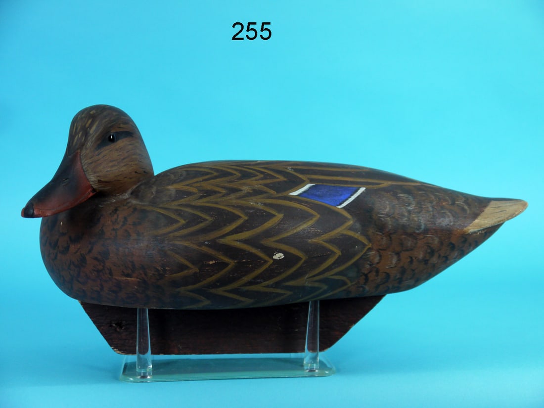 MALLARD HEN, F. JENNINGS (1 of 4)