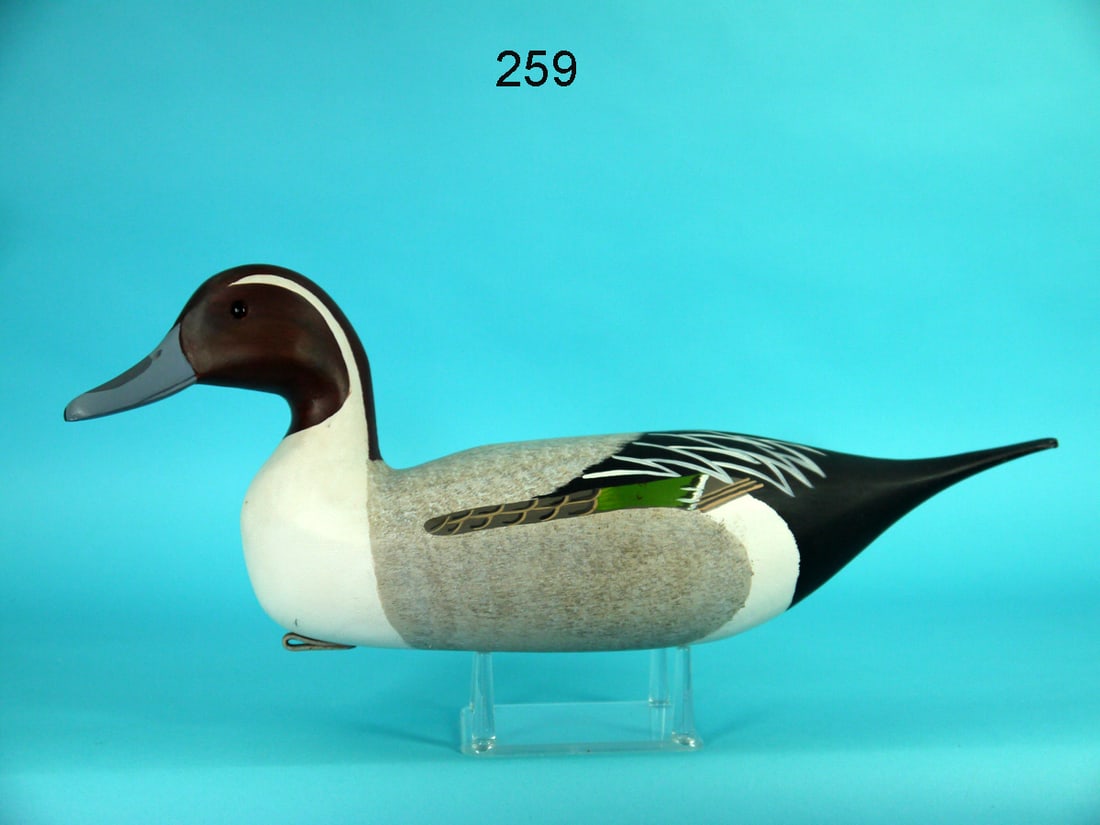 PINTAIL DRAKE, H.V. SHOURDS (1 of 4)