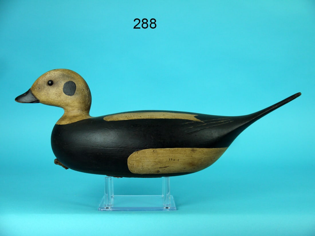 LONG-TAILED DUCK, B. SEABROOK (1 of 4)