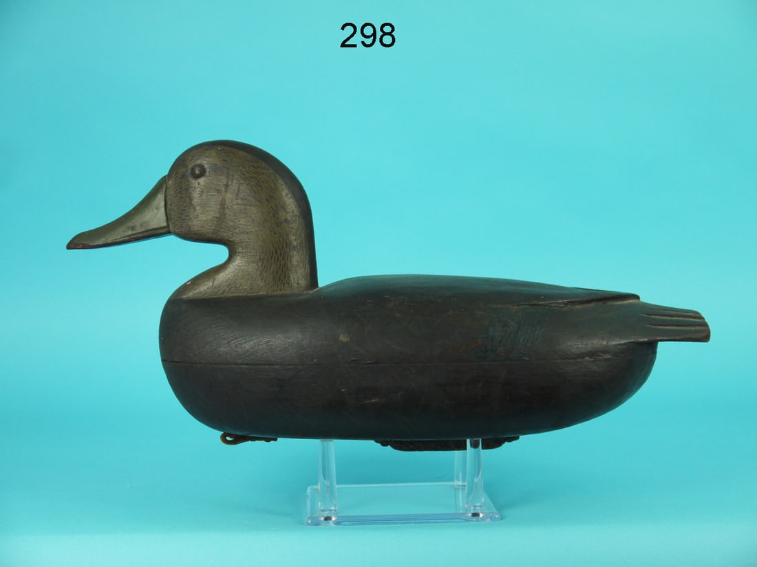 BLACK DUCK, DELAWARE RIVER (1 of 4)