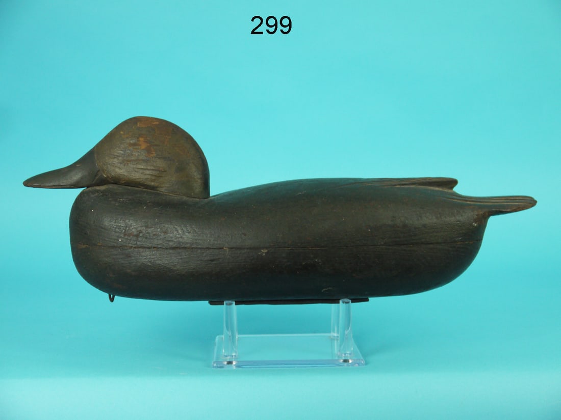 BLACK DUCK, DELANCO, NJ AREA (1 of 4)