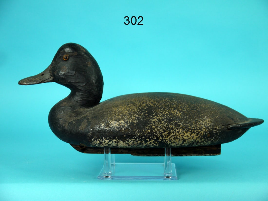 BROADBILL DRAKE, J. MCLOUGHLIN (1 of 4)