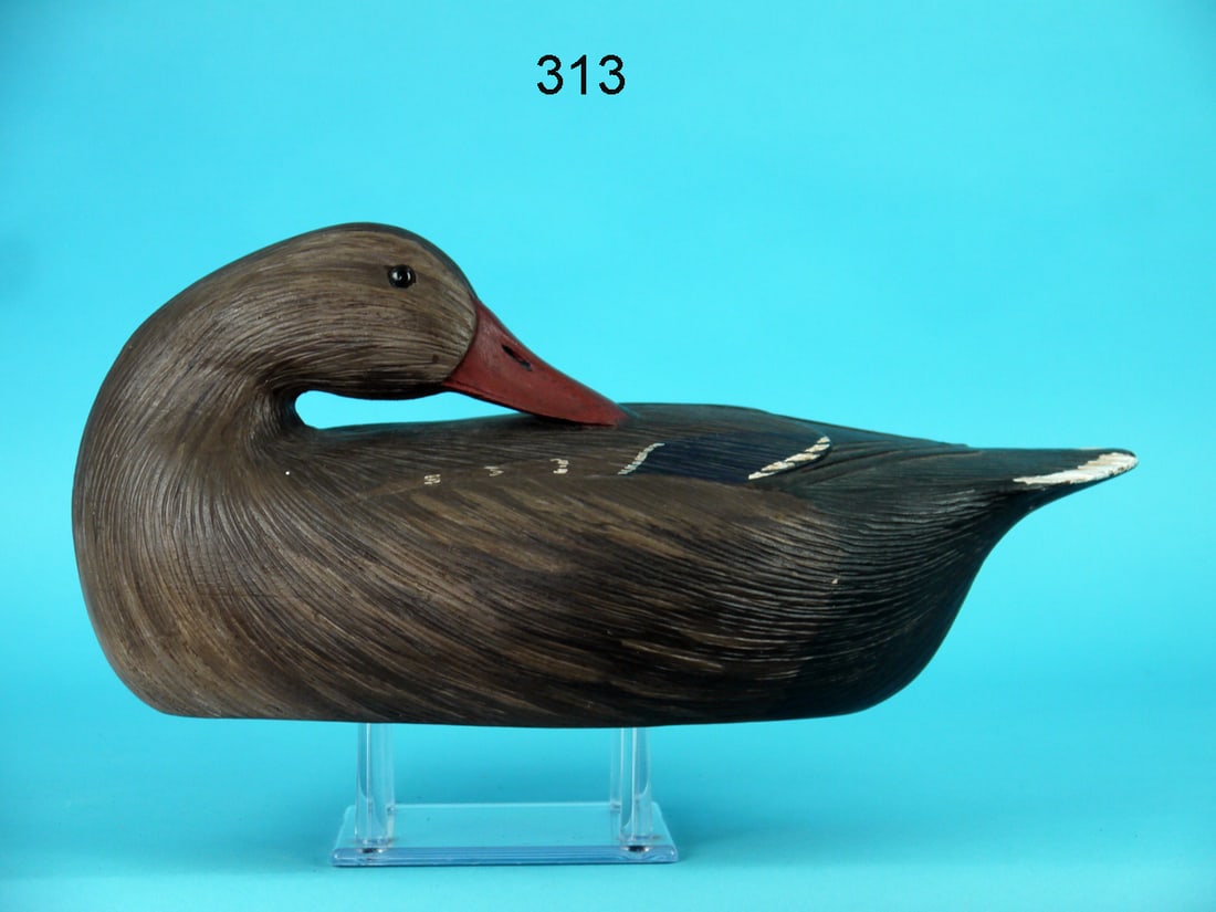 MALLARD HEN, W. REITMEYER (1 of 4)