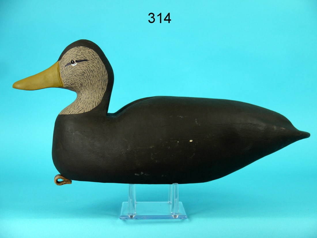 BLACK DUCK, M. KING (1 of 4)