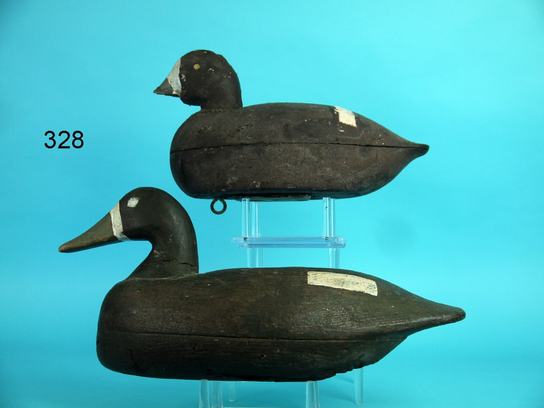 TWO BROADBILL HENS (1 of 4)