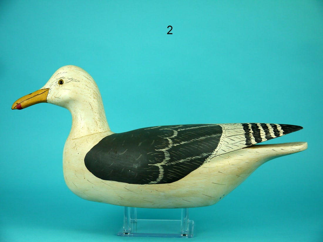 BLACK-BACKED GULL, WILDFOWLER (1 of 4)