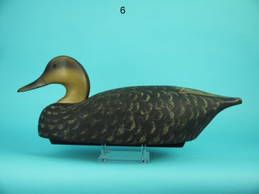 BLACK DUCK, WILDFOWLER