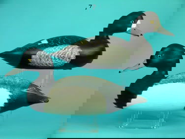 BROADBILL PAIR, C. BIRDSALL