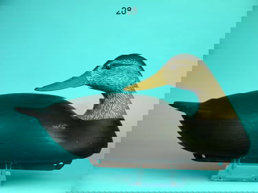 BLACK DUCK, C. ALLSOPP