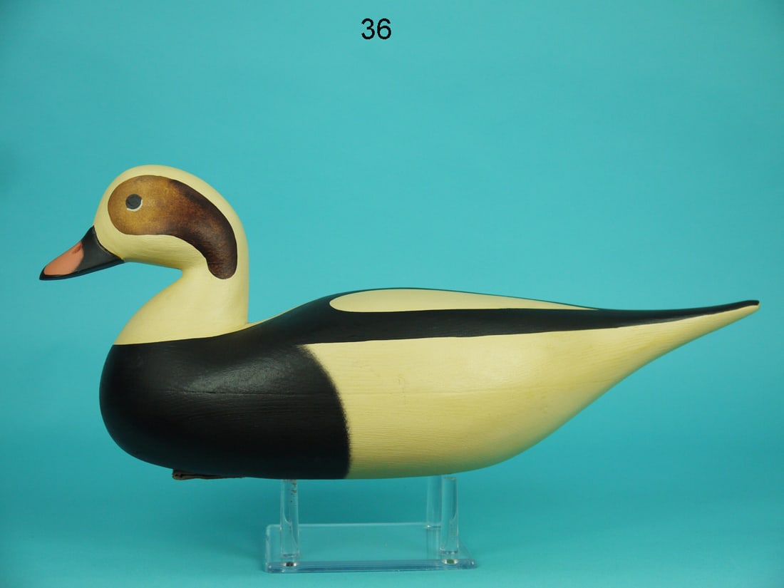 LONG-TAILED DRAKE, F.C. BROWN (1 of 4)