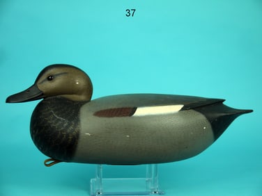 GADWALL DRAKE, F.C. BROWN, JR.