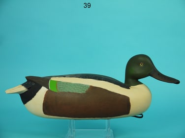 SHOVELER DRAKE, W. ETHINGTON