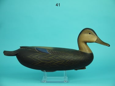 BLACK DUCK, W. ETHINGTON