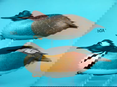 HOODED MERGANSER PAIR, D. MORRONE