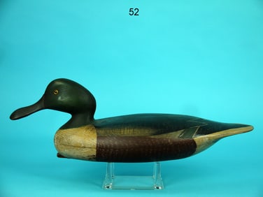 SHOVELER DRAKE, B. SEABROOK