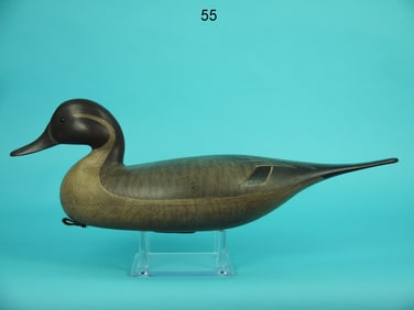 PINTAIL DRAKE, B. SEABROOK