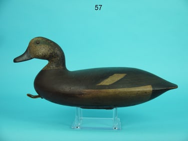 WIGEON DRAKE, B. SEABROOK