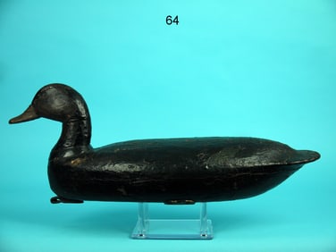 BLACK DUCK, S. FORSYTHE