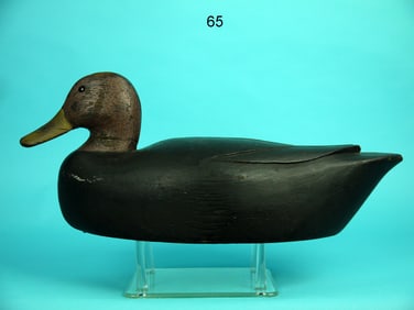 BLACK DUCK, P. GANT