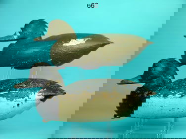 BLUEBILL PAIR, T. GASKILL