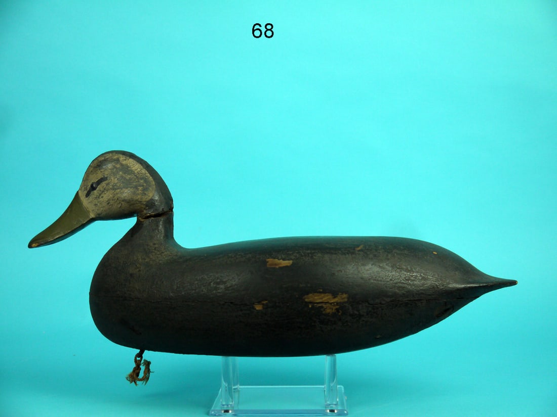 BLACK DUCK, M. KEARS (1 of 4)