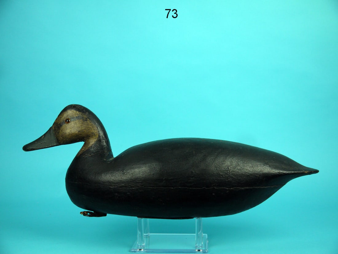 BLACK DUCK, L. PARKER (1 of 4)