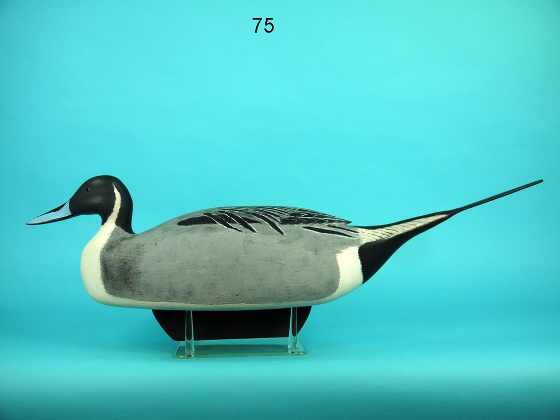 PINTAIL DRAKE, W. SCHNOOR (1 of 4)