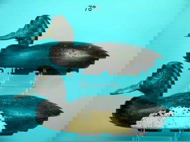 BLUEBILL PAIR, W. SCHNOOR