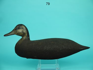 BLACK DUCK. H.M. SHOURDS