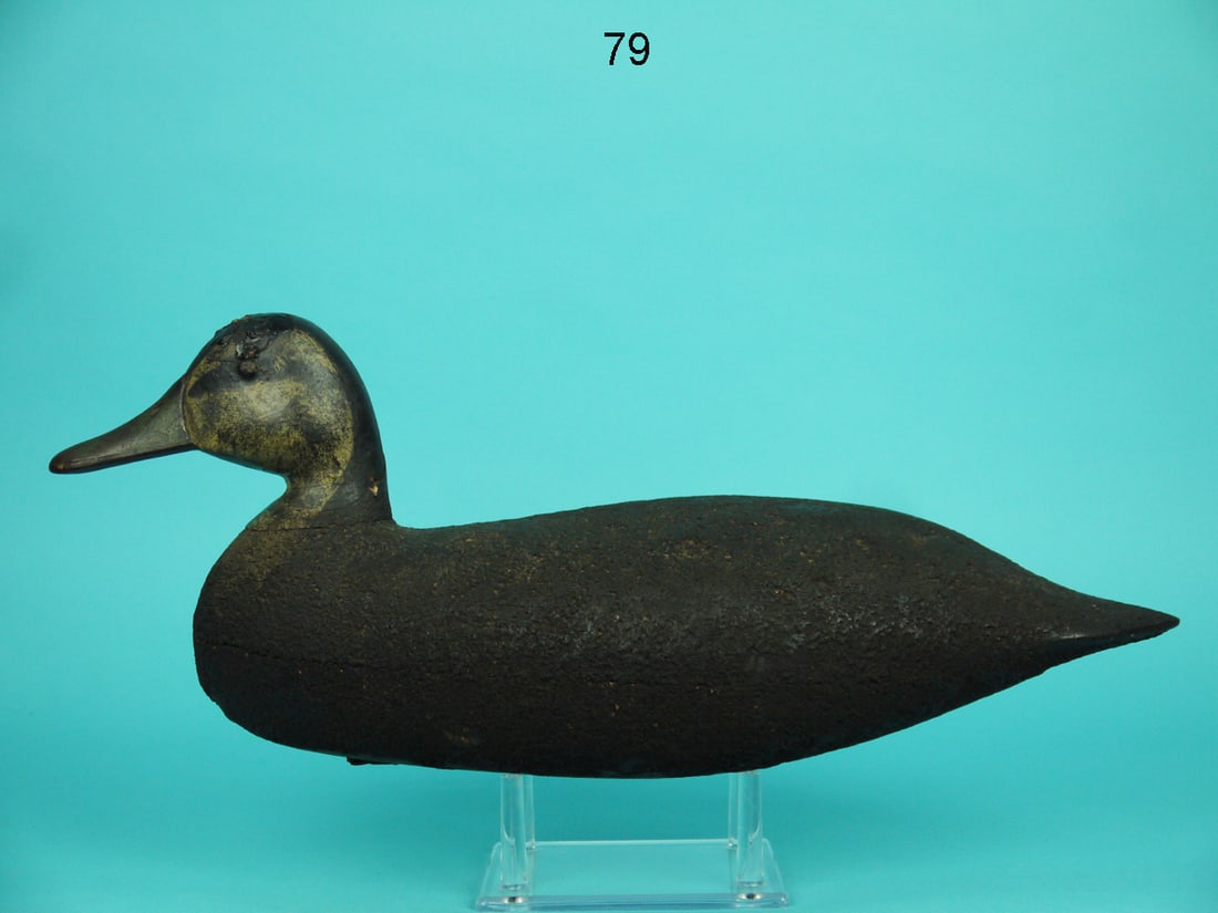 BLACK DUCK. H.M. SHOURDS (1 of 4)