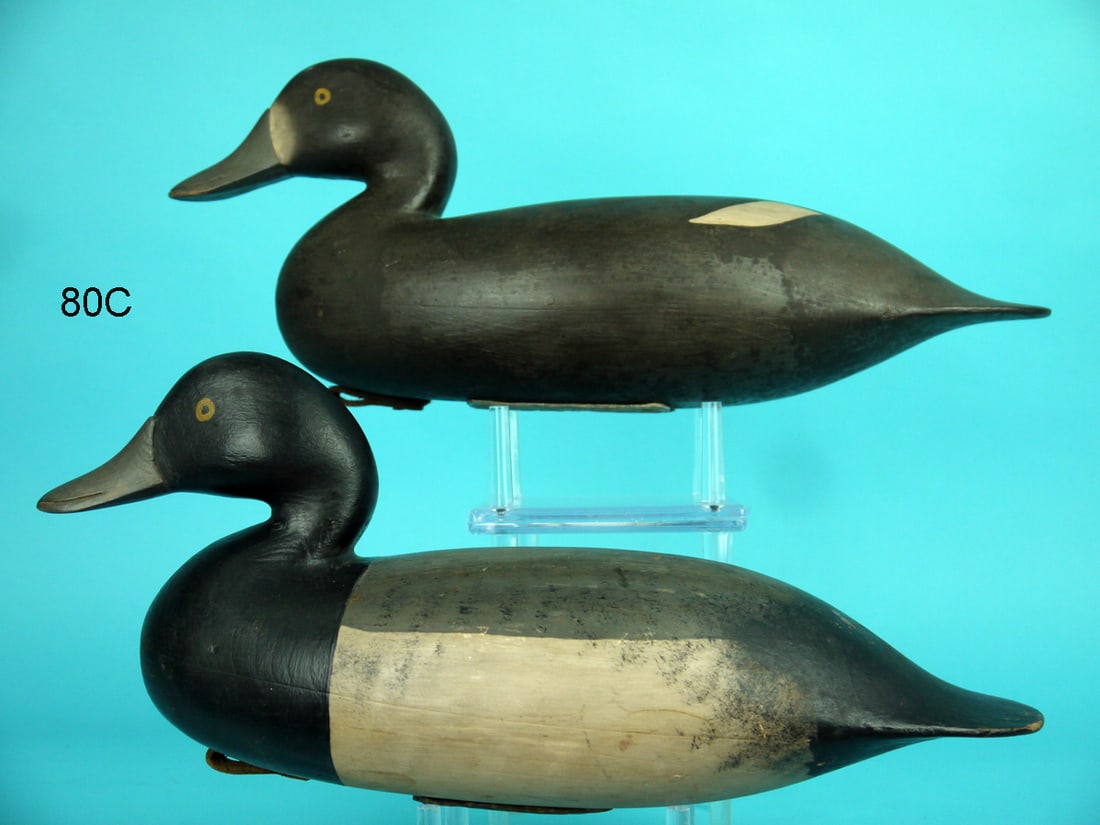 BLUEBILL PAIR, HORNER STYLE (1 of 4)