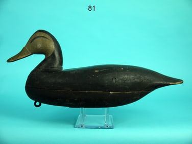 BLACK DUCK, J. UPDIKE