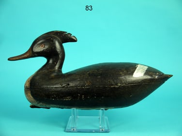 EARLY RED-BREASTED MERGANSER