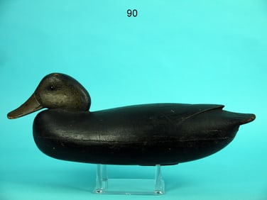 BLACK DUCK, J. ENGLISH