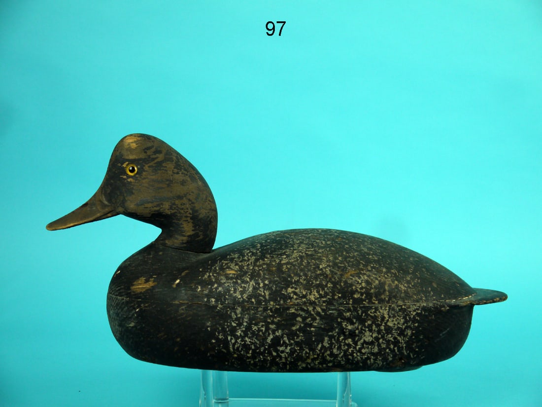 BROADBILL DRAKE, J. MCLOUGHLIN (1 of 4)