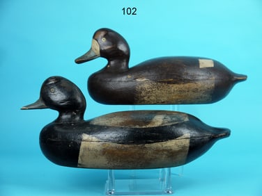 BLUEBILL PAIR, DELAWARE RIVER