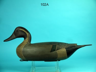 PINTAIL DRAKE, Delaware River