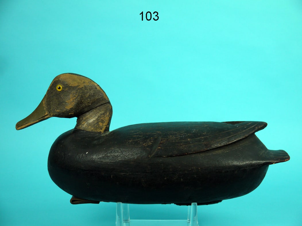 BLACK DUCK, DELAWARE RIVER (1 of 4)