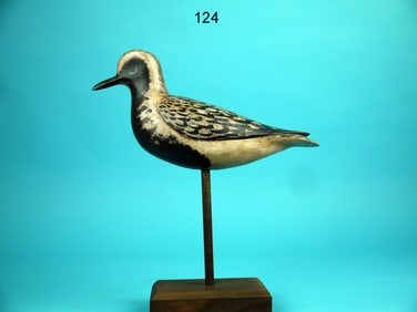 BLACK-BELLIED PLOVER, D. RHODES