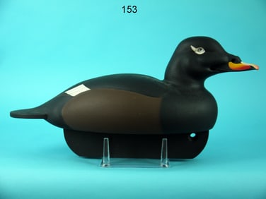 WHITE-WINGED SCOTER, C.R. MARTER, JR.