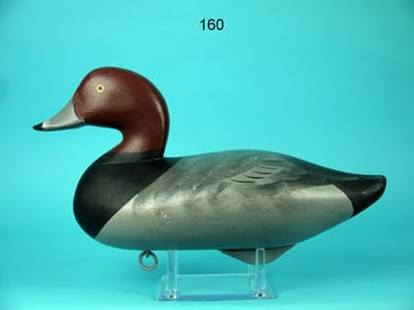 REDHEAD DRAKE, UPPER BAY