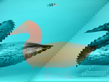 CANVASBACK DRAKE, MARYLAND