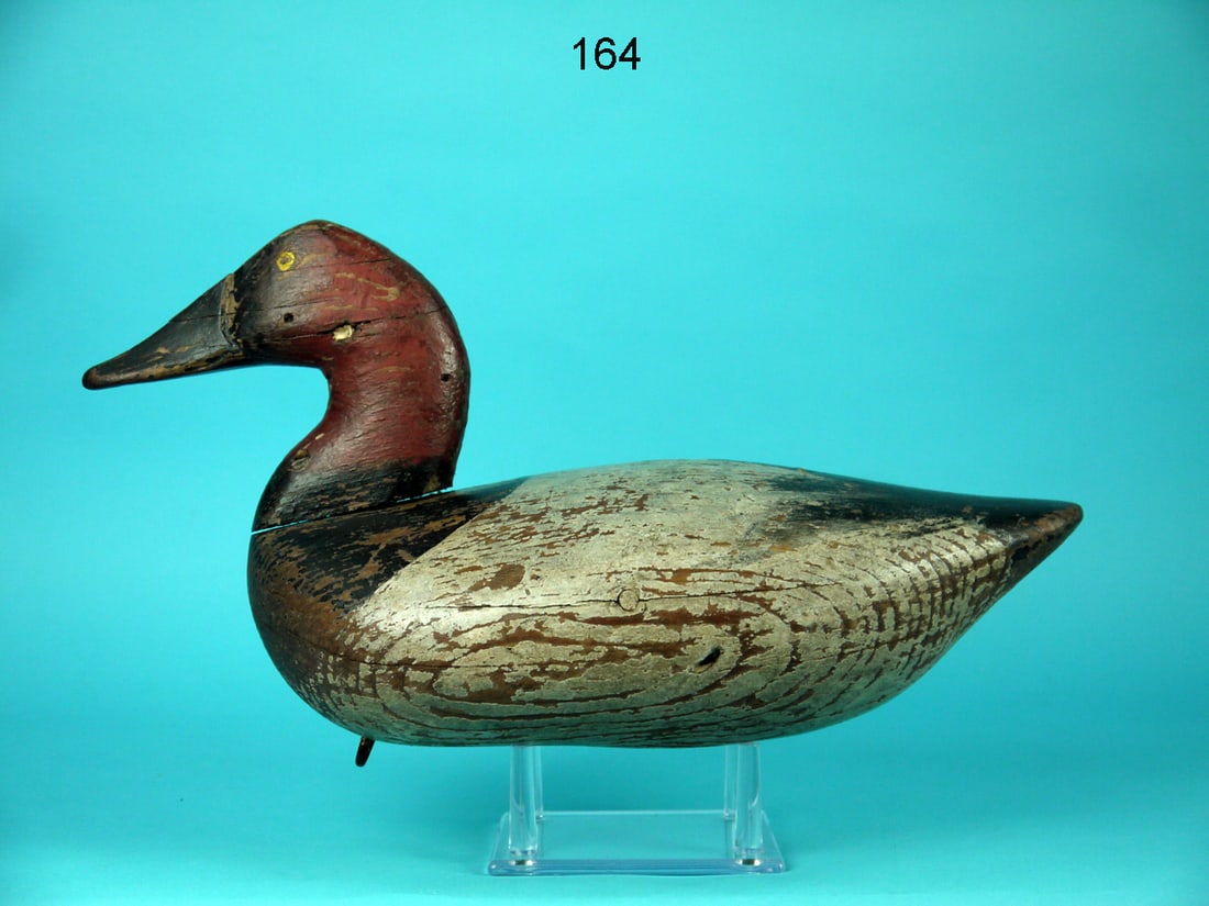 CANVASBACK DRAKE, MARYLAND (1 of 4)