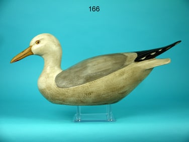 HERRING GULL, CRISFIELD, MD