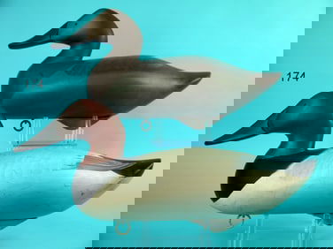 CANVASBACK PAIR, R.M. MITCHELL