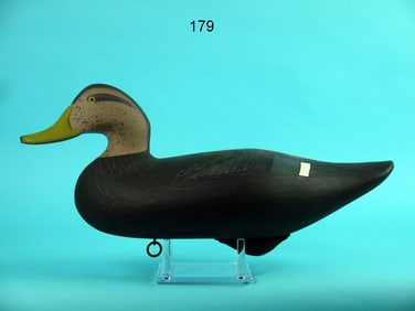 BLACK DUCK, P. VINCENTI