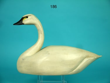 MINIATURE WHISTLING SWAN, G. STARR